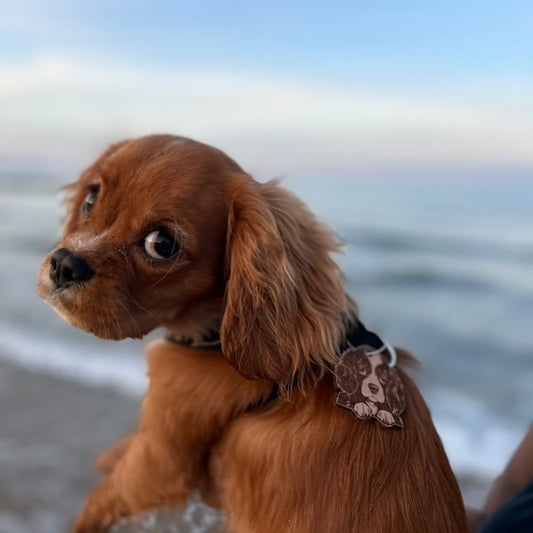 Médailles personnalisées avec coordonnées pour animal